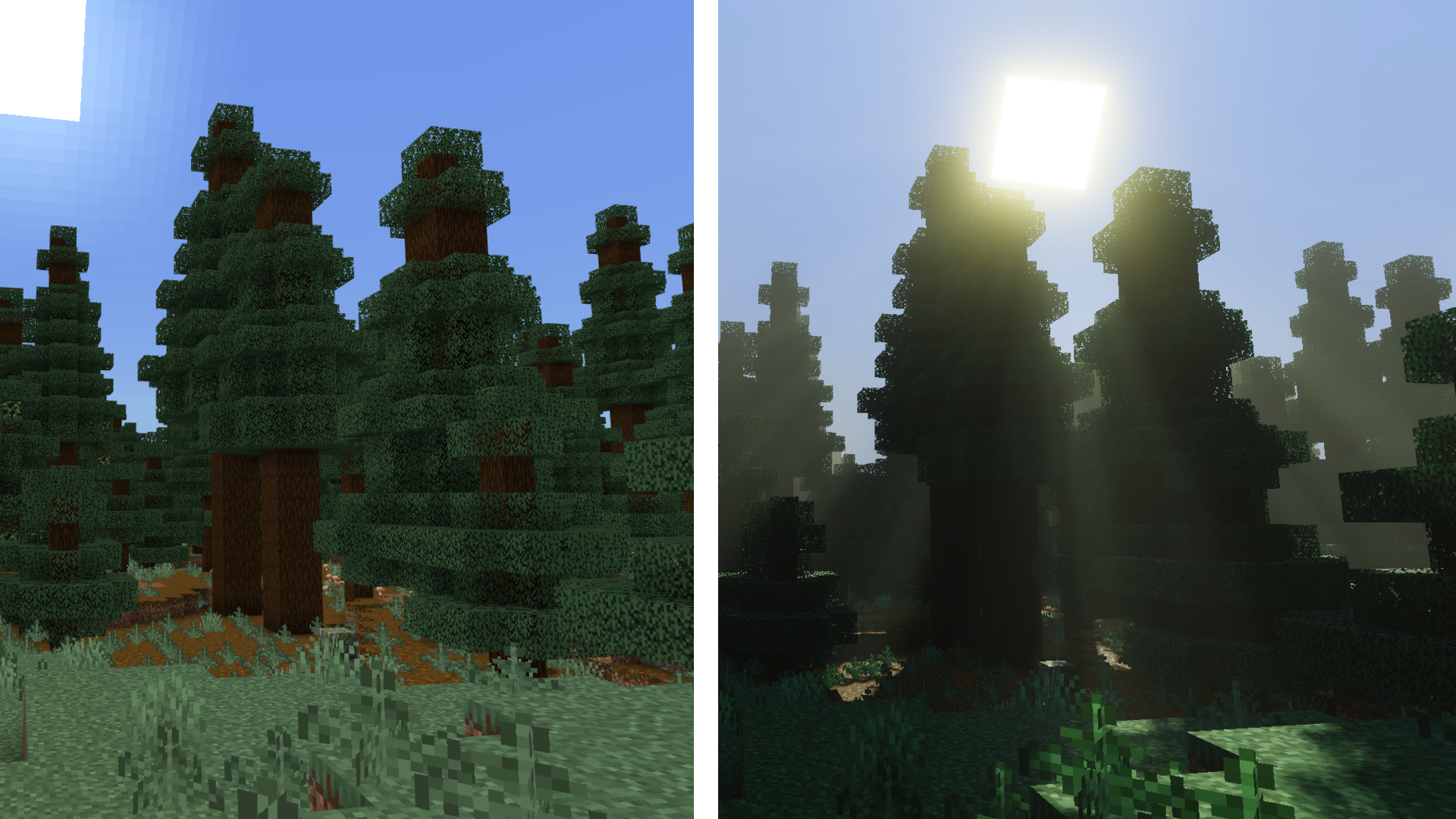 Taiga trees with sun rays